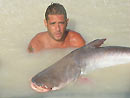 Giant Mekong Catfish from Koh Samui.