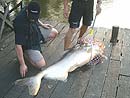 Giant Mekong Catfish in Bangkok.