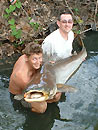 Giant Mekong Catfish from Koh Samui.