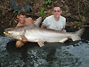 Giant Mekong Catfish in Bangkok.