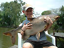 Giant Mekong Catfish in Bangkok.