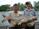 Giant Mekong Catfish in Bangkok.