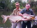 Giant Mekong Catfish in Bangkok.