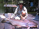 Giant Mekong Catfish in Bangkok.