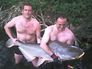 Giant Mekong Catfish in Bangkok.