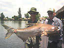 Giant Mekong Catfish in Bangkok.