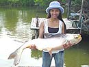 Giant Mekong Catfish in Bangkok.