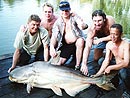 A very nice Giant Mekong Catfish.