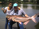 Giant Mekong Catfish in Bangkok.