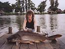 Giant Mekong Catfish in Bangkok.