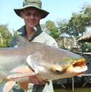 Giant Mekong Catfish