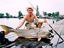 Giant Mekong Catfish in Bangkok.