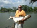 Giant Mekong Catfish