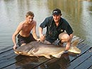 Giant Mekong Catfish in Bangkok.