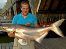 Giant Mekong Catfish in Bangkok.