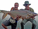 Giant Mekong Catfish in Bangkok.