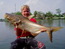 Giant Mekong Catfish in Bangkok.