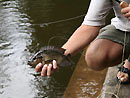 Mozambique Tilapia on fly in Par Lai Lake.