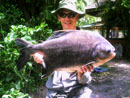 Pacu from Phuket.