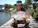 Pacu from Bungsam Lan.