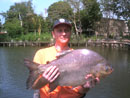 Pacu from Bungsam Lan Lake in Bangkok.