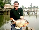 Pacu from Bungsam Lan Lake in Bangkok.