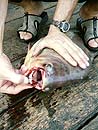 Pacu with big teeth.