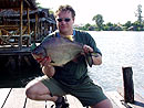 Pacu from Bungsam Lan Lake in Bangkok.