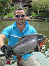 Red Bellied Pacu from Par Lai.