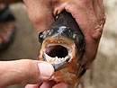 Big teeth on a Red Bellied Pacu.