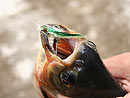 Red Bellied Pacu on fly in Par Lai Lake.