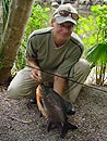 Red Bellied Pacu from Phuket.