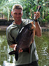 Red Bellied Pacu from Par Lai Lake.