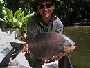 Red Bellied Pacu from Par Lai Lake.