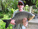 Red Bellied Pacu from Par Lai Lake.