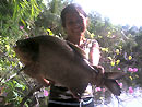 Red Bellied Pacu.