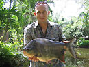 Red Bellied Pacu from Par Lai Lake.