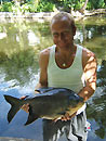 Red Bellied Pacu from Phuket.