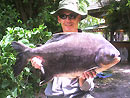 Red Bellied Pacu from Par Lai Lake.