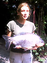 Red Bellied Pacu.