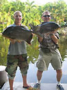 Red Bellied Pacu from Phuket.