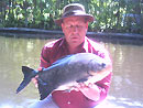 Red Bellied Pacu from Phuket.