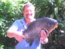 Red Bellied Pacu from Phuket.