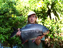 Red Bellied Pacu from Phuket.