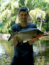 Red Bellied Pacu from Phuket.