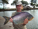 Red Bellied Pacu from Bangkok.