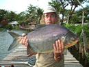 Red Bellied Pacu from Bangkok.