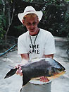 Red Bellied Pacu from Phuket.