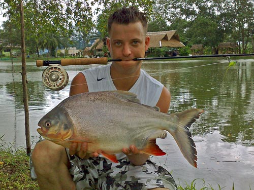 Pacu on fly at Sawai Lake Phuket.