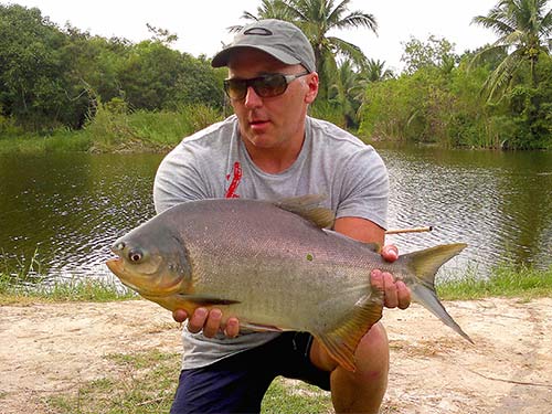 Red Bellied Pacu.